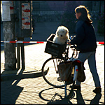Dog on pushbike...