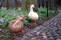Cambridge Locals...